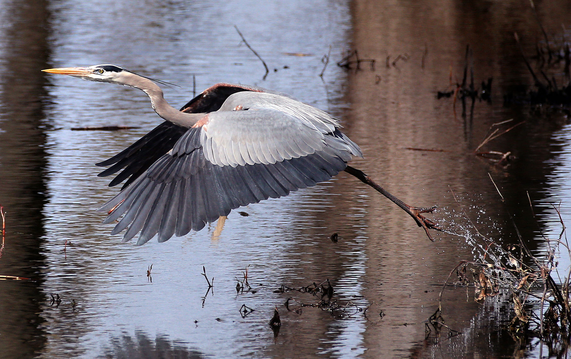 Wildlife in the La Crosse River marsh